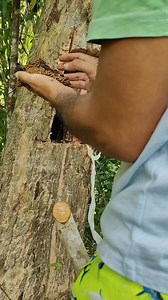 Tutorials ni siya sa mga bag o pang ga sugod sa Beekeeping unsaon Pag balhin sa buyog 🐝 #wildbees #stinglessbees #beekeeping | Beenukid Bee Farm