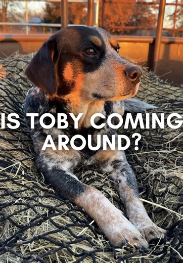 Toby's Hilarious Encounter with Rocco the Great Dane