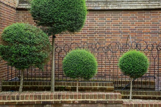 All You Need to Know About Box Trees: The Versatile Shrub | LoveToKnow