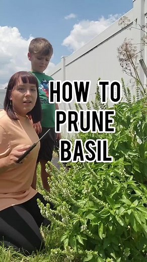 How to prune basil to make plants live longer and produce more leaves. When basil starts to flower, it signals to the plant that its entering the final stages of its life cycle. Once it goes to seed, the plant thinks its done and will start to decline. By frequently pruning off flowers and not allowing the basil to go to seed, you will extend the plants life and harvest. #basil #herbs #pruning #homegrown #gardens #greenthumb #gardentok #plants #sweetbasil #herbgarden #zone9 #gardening101 #garden