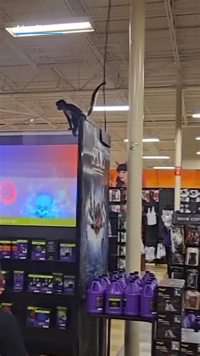 10K views · 35 reactions | A trip to a Spirit Halloween store in...