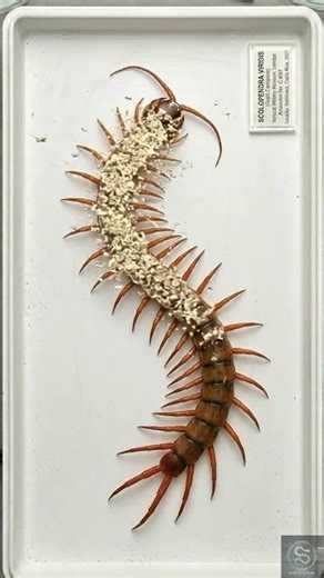 Centipede Anatomy Reveal | Macro Biology