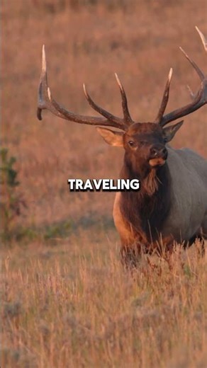 Killer Whales Eat Moose 🐋🦌 #animalfacts #killerwhales