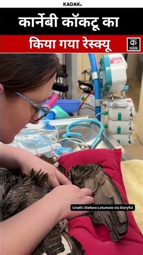 Carnaby Cockatoo Rescued | #shorts