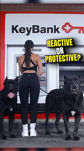 Cane Corso protective of his mom #dog #canecorso #shorts