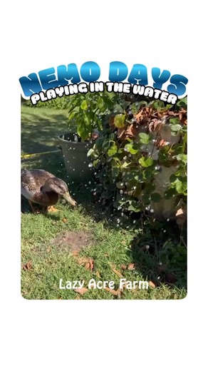 We didn’t plan on being duck people. But, here we are. #backyardducks #ducktales #mallardduck #callducksofinstagram | Lazy Acre Farm - Forney, Texas