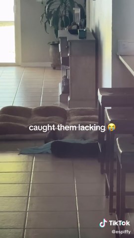 #funny #fyp #viral #dog #scary