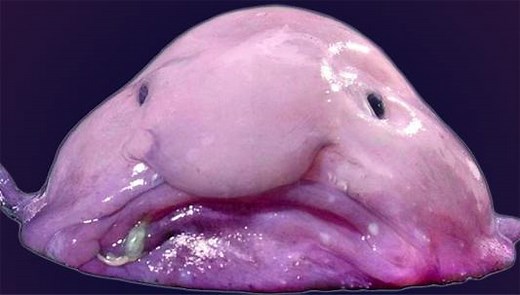 Blobfish - Untamed Science