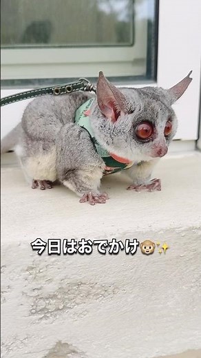 リアムとペットOKカフェ行ってきた🐵🐻‍❄️