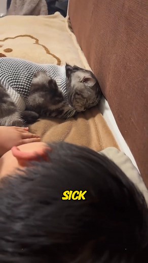 A cat that loves babies (1) | Happy Stories