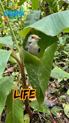 जिंदगी एक सफर है #life #birds #nest