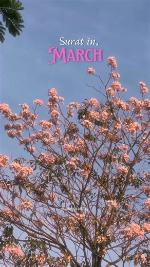 I am surat city on Instagram: "Surat is about to turn into a pink paradise! 😍🌸🙌🏼 In just a few days, the city will be covered in stunning pink blooms, often mistaken for cherry blossoms. Every year from December to March, the Tabebuia avellanedae and Tabebuia rosea trees put on a breathtaking floral display, transforming the streets into a dreamy wonderland. These pink trumpet trees, native to South America, were introduced by the British and later expanded by Indian horticulturists to enhan