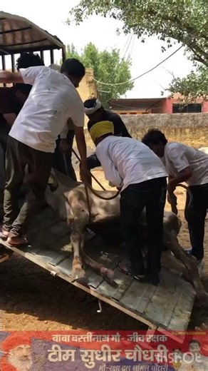 29.6 नीमकाथाना घायल गौ माता को रेस्क्यू कर उपचार के लिए लेकर आए