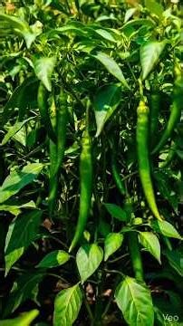 This Chili Farm Transformation Is INSANE 🌶️ | Full Timelapse