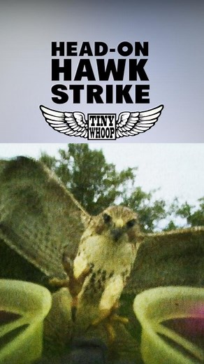 6.2K views · 261 reactions | What species is this? Head-on hawk strike with the one and only @fpvvegan ! . #tinywhoop #hawkattack #birdstrike #whooplife #fpvpilot | Tiny Whoop | Facebook