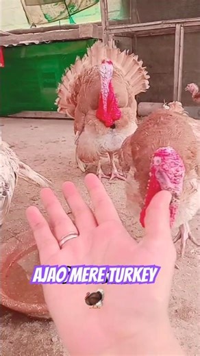 Domestic Turkey Bird Voice 😲 | Turkey Sound & Call | Wild Turkey Flying #shorts