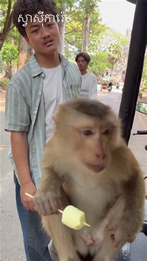 ស្វាស៊ីការ៉េម, monkey eat ice cream