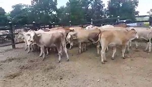 Disponibles para la venta 30 Hembras de levante Simbrah Comerciales deleccionadas de un solo hierro , hijas de vacas brahman blanco y brahman rojo comerciales, con toros Simental puros con registro. ideales para un programa de receptoras de embriones o lecheria de tropico bajo. Ubicadas en Puerto Araujo Santander Promedio 280 kilos $6000 x kilo Whatsapp 57 3208487321 REGISTRATE EN EL SIGUIENTE LINK AHORA MISMO PARA MANTENERTE INFORMADO https://goo.gl/ggqUCi Gmail:contacto@rehagronegocios.com Pág