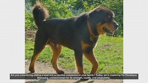 Meet the Himalayan Sheepdog: Loyal Guardian and Family Companion