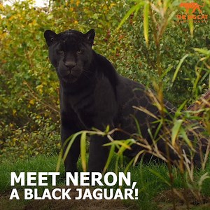 1.4M views · 119K reactions |  Today is a very special day as it's Neron’s 4th birthday! Happy birthday!!   Neron is our only male Jaguar on-site and one of the three melanistic (black) jaguars we have at the Sanctuary. Our new father is an extraordinarily handsome boy with the unique colouring and markings - it is unusual to have such visible rosettes on a melanistic cat. He is a stocky boy but fondly described as a black bear by the team. | The Big Cat Sanctuary | Facebook