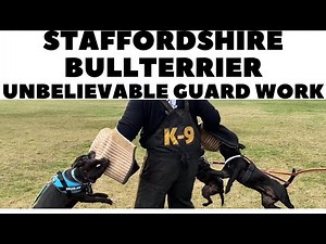Staffordshire Bullterrier unbelievable guard work! DogCastTV!