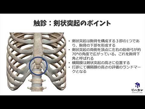 剣状突起の触診のコツ［骨の触診］