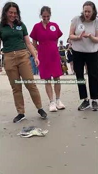 Rehabilitated Sea Turtle Released Back into the Ocean #marineconservation #wildlife #conservation