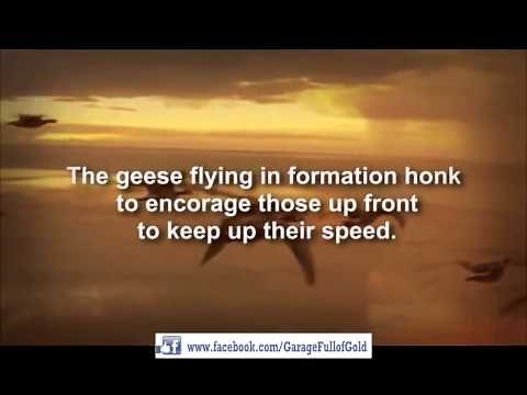 The Power Of Teamwork - Geese flying in a Λ formation