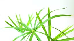 Cyperus papyrus, Cyperus alternifolius, Papyrusbaum auf weißem Grund