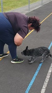 ZIGGY PUPPY•DEVELOPMENT•PROGRAM Back with Ziggy this morning and in today's session we introduced recall games, he responds quicker to the whistle than a verbal cue and he also prefers being reinforced with personal play than even chunky with me, adding in some duration to his recall sequence. We also got out our trusty decoy dog to work on his reactivity to other dogs (yes this young) as he is already showing signs of reactivity. | K9 Services NZ- Dog Training & Behaviour | Facebook