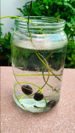 How to Grow Lotus from Seed 🌸 | Lotus Seed Germination | Step-by-Step Guide.#plants #gardening #diy