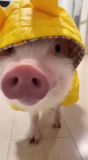 Cute mini pig 🥰 #viral #cute #minipig | mini pig