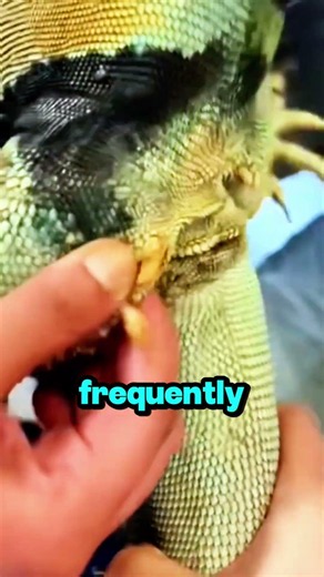 The TRAPPED Pressure Was Making Her Aggressive! 🦎😱 #satisfying