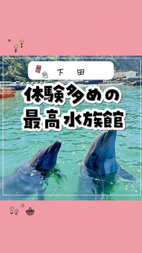 あみこ@子連れ旅行のガイドブック | 気になったら『保存』してね！ イルカに近距離で触れ合えて 水をぶっかけられたい人🖐️ 餌やり体験、イベント盛りだくさんで イルカとたくさん遊べたよ✌️ 月曜日に行ったら並ばずに 全部体験できました✨ 気になったら行ってみてね🤭 土日は朝から行った方がスムーズ！... | Instagram