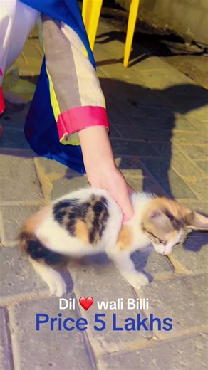 #cat #billi #cutecat #princessurwa #fyp