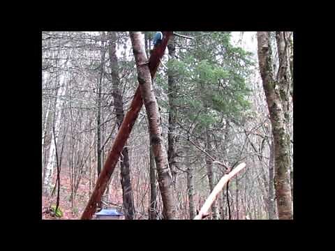Results from a mobbing recording of an Eastern Screech Owl with Chickadees