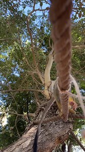 40K views · 378 reactions | The cutest Thanksgiving table (and maybe the messiest!) was set at Phoenix Zoo this morning!  | ABC15 Arizona | Facebook