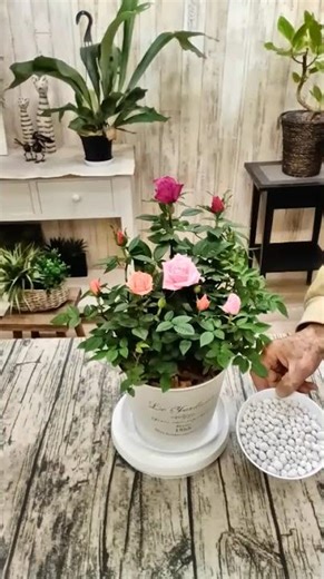 #How to fertilize mini roses