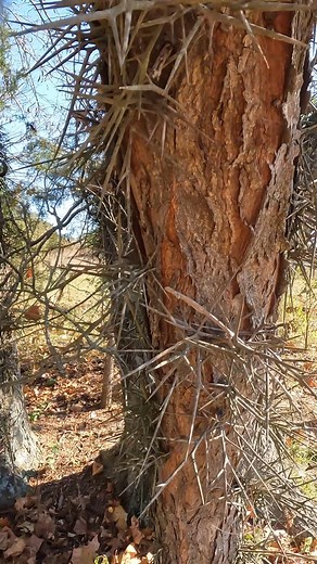 19K views · 459 reactions | If there is one #tree that says fu it's Honey locust #haha #nature #thorns | Boys In The Woods | Facebook