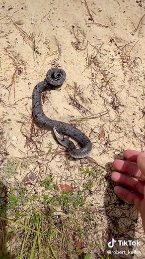 Playing opossum #onlyinmycalvins