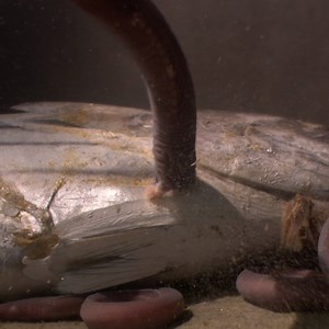 50K views · 318 reactions | This vermiform shaped sea-creature is a Hagfish. These jawless scavengers are known to devour their prey from the inside; eviscerating the bodies of dead and dying sea creatures much larger than themselves. #WildlifeWednesday  | Science Channel | Facebook