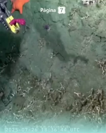 Visual Spirits on Instagram: "They actually found Patrick Star 4,000 meters under the sea. During a deep-sea expedition near Mar del Plata, Argentina, scientists livestreamed footage from nearly 4,000 meters below the surface using a remotely operated robot. That’s when viewers spotted a bright pink starfish with a familiar shape and color. The resemblance to Patrick Star from SpongeBob SquarePants was so uncanny, the moment instantly went viral. But the starfish was just the beginning. The live