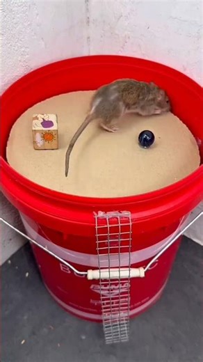 Smart trap, smarter win.Easy homemade rat trap.🐹🦊 #sorts #facts#DIYRatTrap