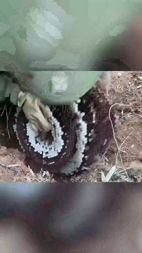 1.2K views | #waspnest #animal #bee | Tool For Today | Facebook