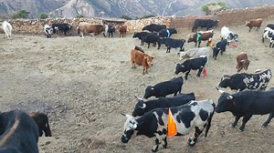 GANADERIA ANTILLA | Juan Huayhua Condorpusa