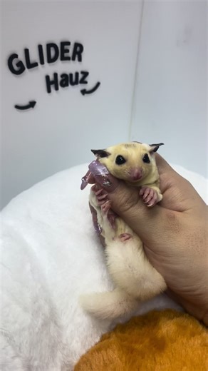 🇲🇾Sugar Glider White Gold Mosaic Female Jinak Two Month Price included all the things that sugar glider need. Cage, water bottle, plate, food and sleeping pouch… If u interested can DM or Whatsapp 010-909 9999 Kuantan anytime can pick up Melaka / KL can arrange time to pick up Other place can use pet taxi #sugarglider #蜜袋鼯