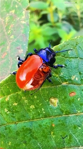 Leaf Beetle Mating on a Leaf | Colorful Beetle Mating Behavior