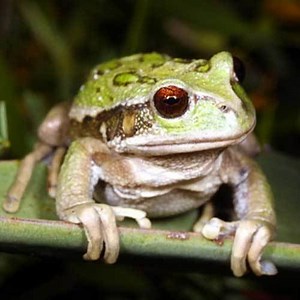 Andean marsupial tree frog - Alchetron, the free social encyclopedia