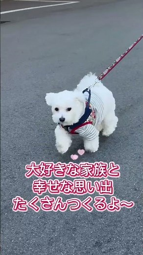 ペットとドライブできる車種をご紹介！#トヨタレンタカー #トヨタレンタリース神戸 #レンタカー #ペット
