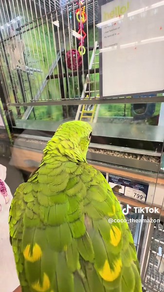 Weekly visit to Petco! #tiktoklive #bird #fyp #parati #parrot